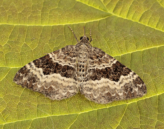70.061 BF1738 Common Carpet Epirrhoe alternata