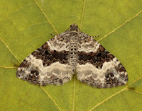 70.061 BF1738 Common Carpet Epirrhoe alternata