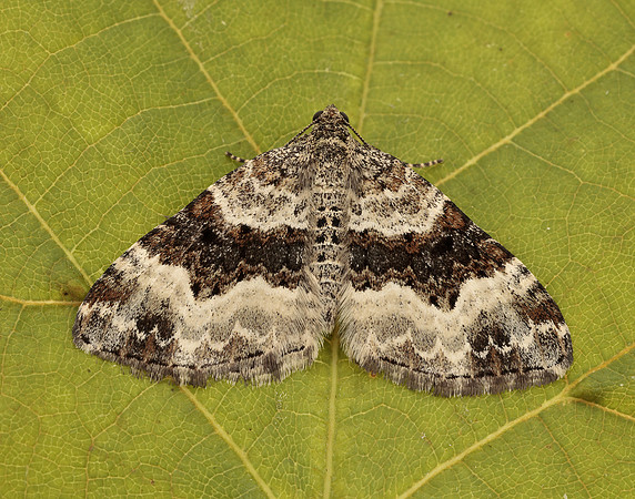 70.061 BF1738 Common Carpet Epirrhoe alternata