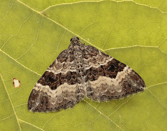 70.061 BF1738 Common Carpet Epirrhoe alternata