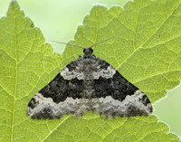 70.063 BF1740 Galium Carpet Epirrhoe galiata