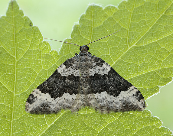 70.063 BF1740 Galium Carpet Epirrhoe galiata