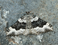 70.063 BF1740 Galium Carpet Epirrhoe galiata