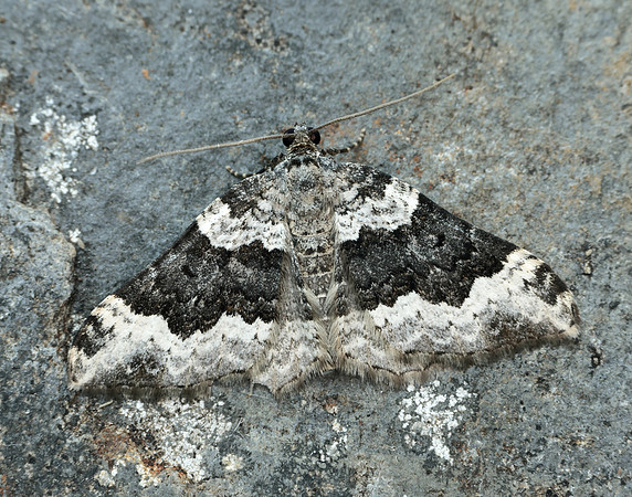 70.063 BF1740 Galium Carpet Epirrhoe galiata