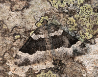 70.063 BF1740 Galium Carpet Epirrhoe galiata