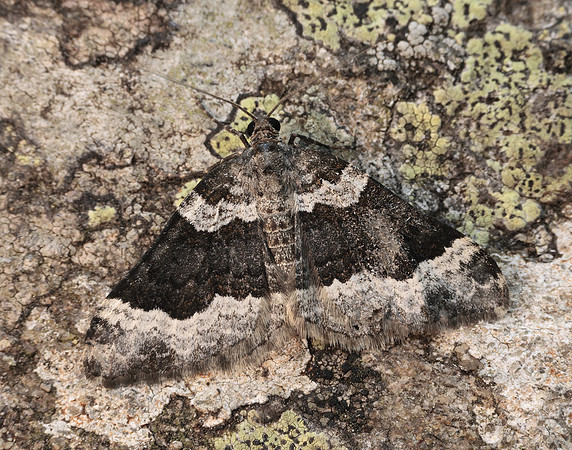 70.063 BF1740 Galium Carpet Epirrhoe galiata