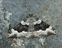 70.063 BF1740 Galium Carpet Epirrhoe galiata