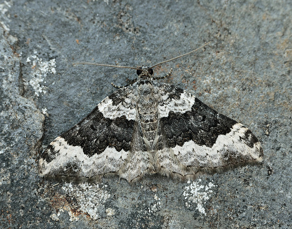 70.063 BF1740 Galium Carpet Epirrhoe galiata