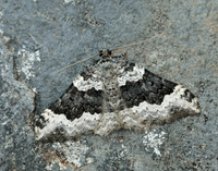 70.063 BF1740 Galium Carpet Epirrhoe galiata
