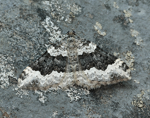 70.063 BF1740 Galium Carpet Epirrhoe galiata