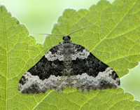 70.063 BF1740 Galium Carpet Epirrhoe galiata