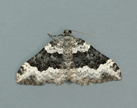 70.063 BF1740 Galium Carpet Epirrhoe galiata