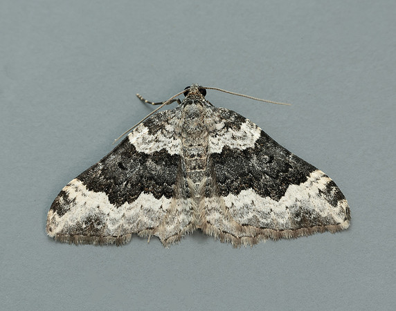 70.063 BF1740 Galium Carpet Epirrhoe galiata