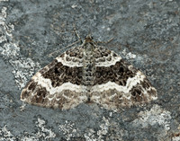 70.063 BF1740 Galium Carpet Epirrhoe galiata