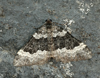 70.063 BF1740 Galium Carpet Epirrhoe galiata