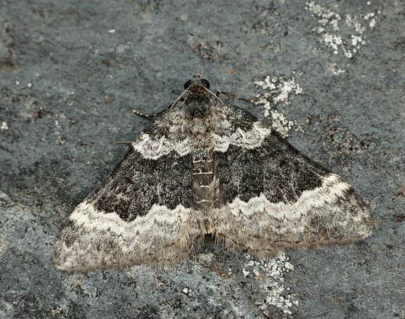 70.063 BF1740 Galium Carpet Epirrhoe galiata