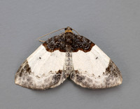 70.068 BF1748 Beautiful Carpet Mesoleuca albicillata