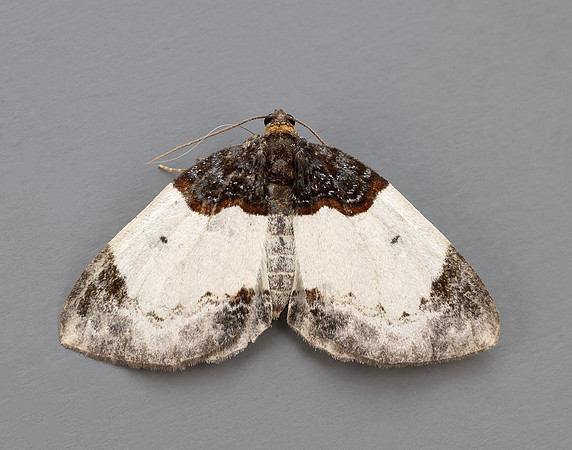 70.068 BF1748 Beautiful Carpet Mesoleuca albicillata