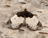 70.068 BF1748 Beautiful Carpet Mesoleuca albicillata