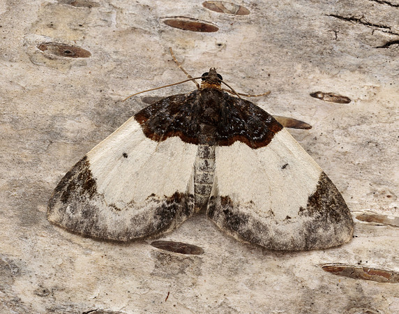 70.068 BF1748 Beautiful Carpet Mesoleuca albicillata