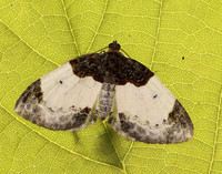 70.068 BF1748 Beautiful Carpet Mesoleuca albicillata