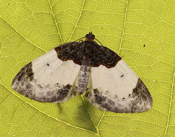 70.068 BF1748 Beautiful Carpet Mesoleuca albicillata