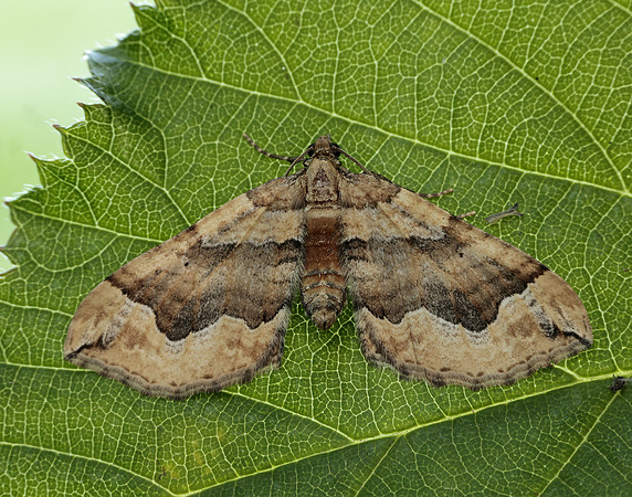 70.069 BF1749 Dark Spinach Pelurga comitata