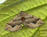 70.069 BF1749 Dark Spinach Pelurga comitata
