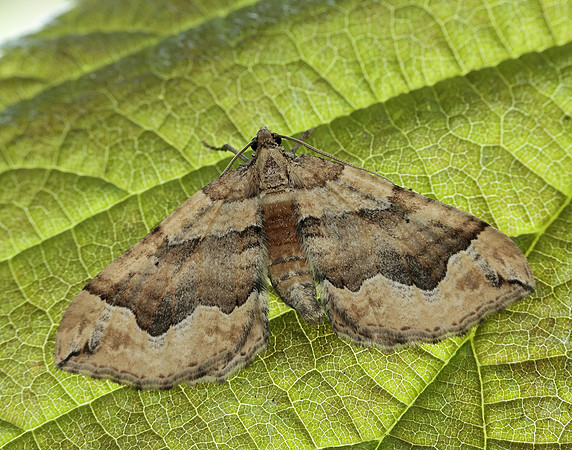70.069 BF1749 Dark Spinach Pelurga comitata