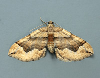 70.069 BF1749 Dark Spinach Pelurga comitata