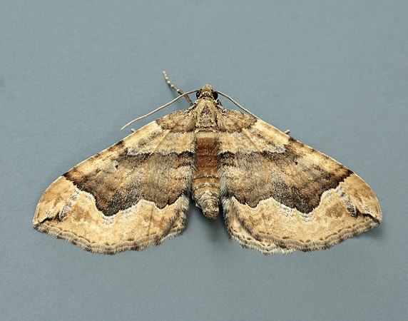 70.069 BF1749 Dark Spinach Pelurga comitata
