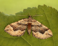 70.069 BF1749 Dark Spinach Pelurga comitata