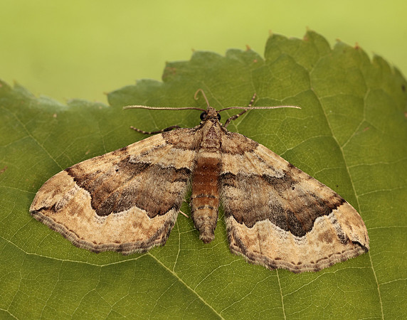 70.069 BF1749 Dark Spinach Pelurga comitata