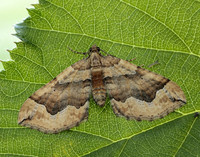 70.069 BF1749 Dark Spinach Pelurga comitata