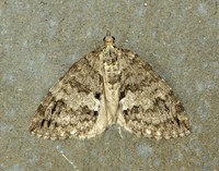 70.075 BF1778 May Highflyer Hydriomena impluviata