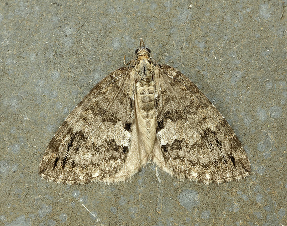 70.075 BF1778 May Highflyer Hydriomena impluviata