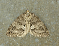 70.075 BF1778 May Highflyer Hydriomena impluviata