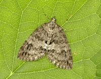 70.075 BF1778 May Highflyer Hydriomena impluviata