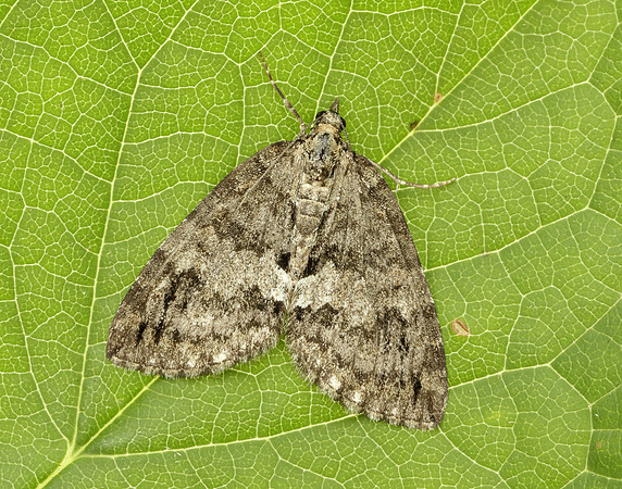 70.075 BF1778 May Highflyer Hydriomena impluviata