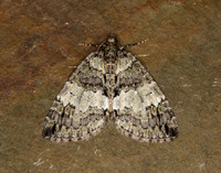 70.075 BF1778 May Highflyer Hydriomena impluviata