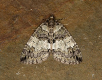 70.075 BF1778 May Highflyer Hydriomena impluviata