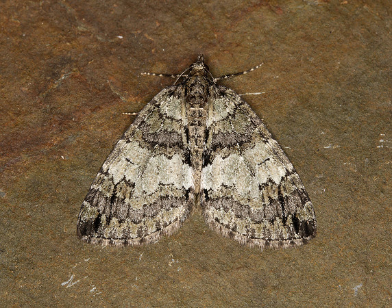 70.075 BF1778 May Highflyer Hydriomena impluviata