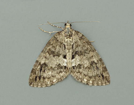 70.075 BF1778 May Highflyer Hydriomena impluviata