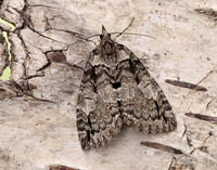 70.076 BF1779 Ruddy Highflyer Hydriomena ruberata