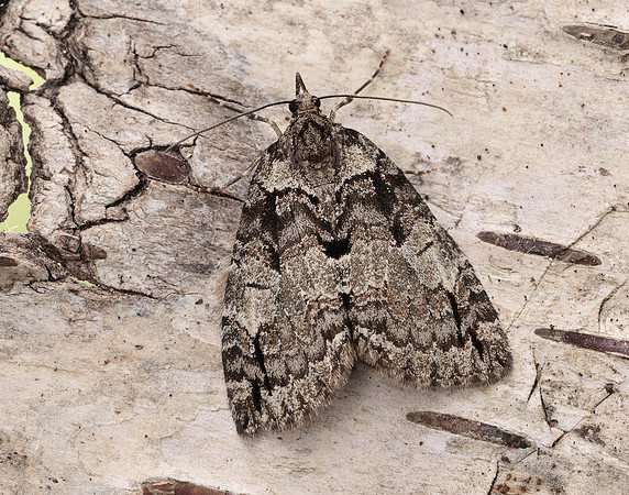 70.076 BF1779 Ruddy Highflyer Hydriomena ruberata