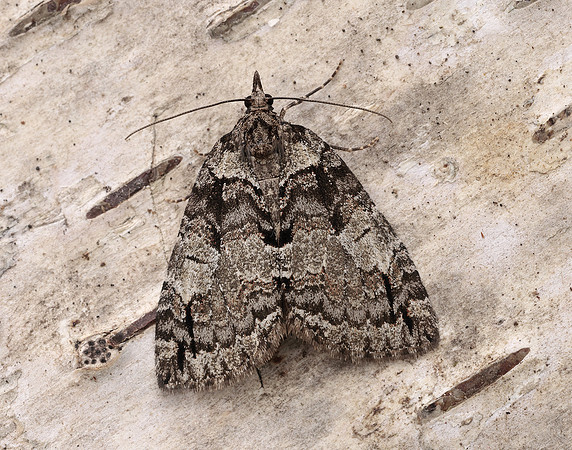 70.076 BF1779 Ruddy Highflyer Hydriomena ruberata