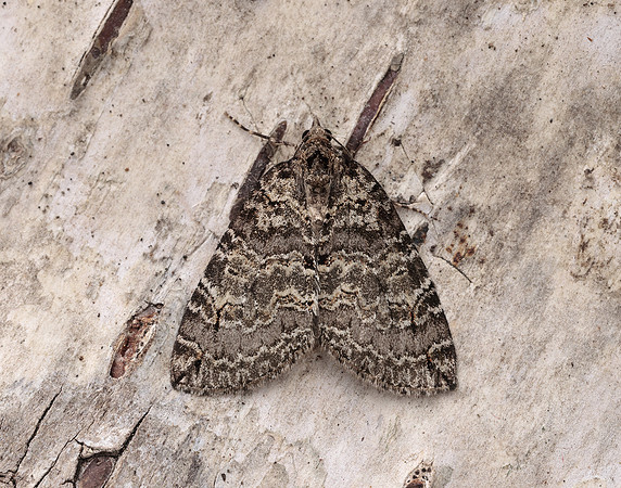70.076 BF1779 Ruddy Highflyer Hydriomena ruberata