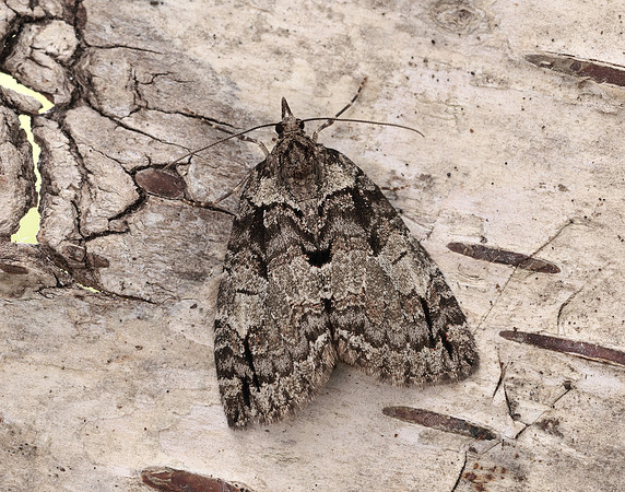 70.076 BF1779 Ruddy Highflyer Hydriomena ruberata