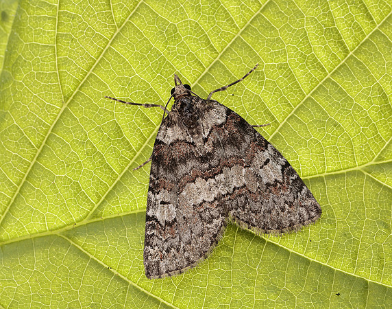 70.076 BF1779 Ruddy Highflyer Hydriomena ruberata