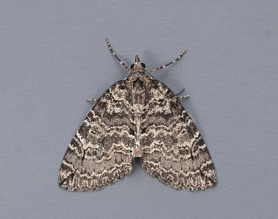 70.076 BF1779 Ruddy Highflyer Hydriomena ruberata